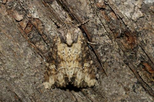 Mesapamea sp.